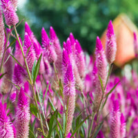 Perennial Mix Celosia Spicata Flamingo Feather flowers growing in a colorful garden border.