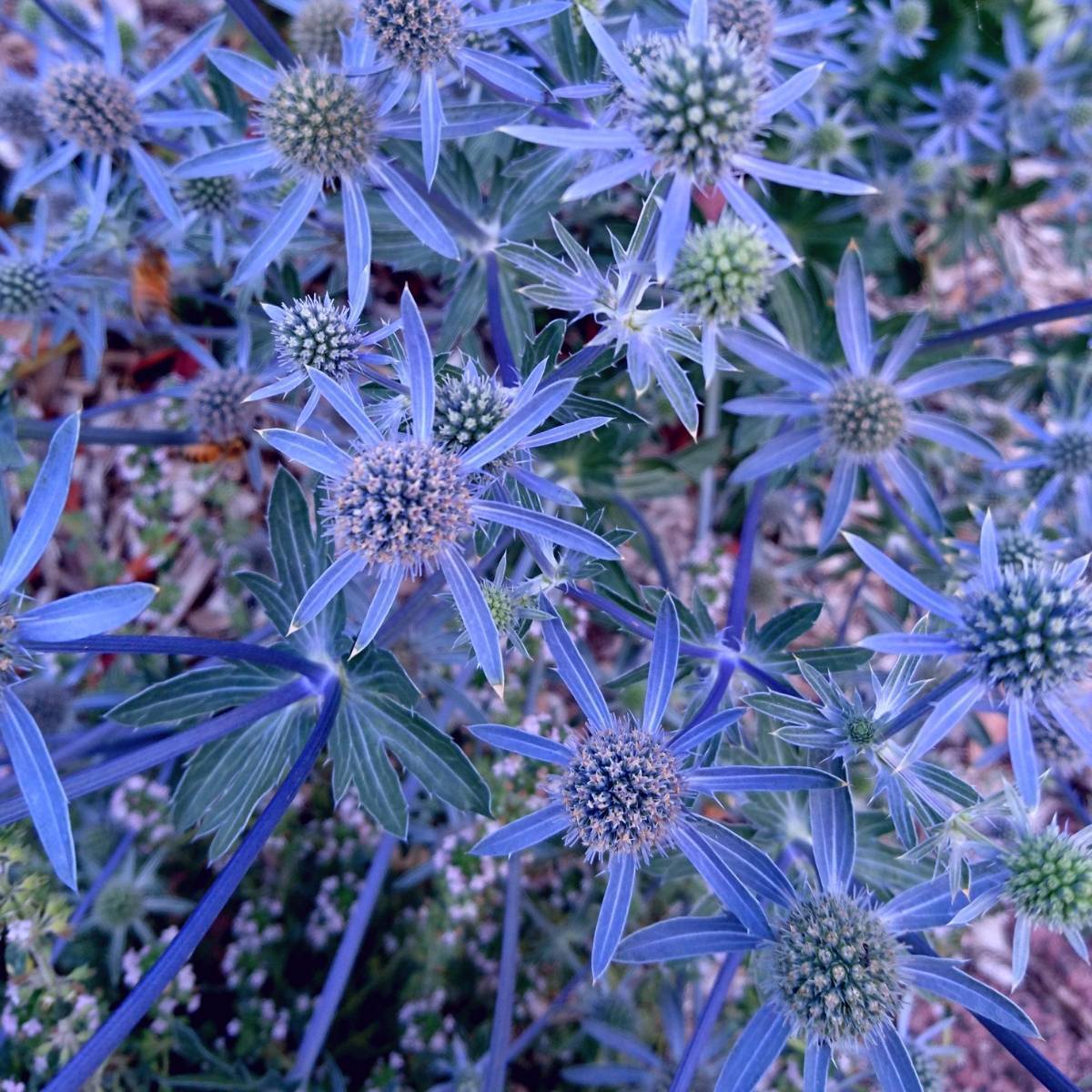 Blue Eryngo Sea Holly Seeds for Planting | Unique Drought-Tolerant Flower Seeds