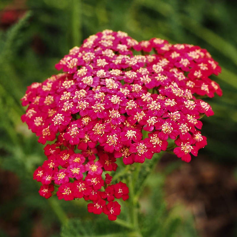 Purple Achillea / Yarrow Seeds for Beautiful Purple Blooms
