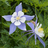 Columbine Flower seeds for Planting Sun Loving Heirloom & GMO Free Seeds for Home Garden