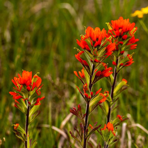 Orange Castilleja Flower seeds for Planting - Fragrant Blossoms, Heirloom & GMO Free Seeds for Home Garden