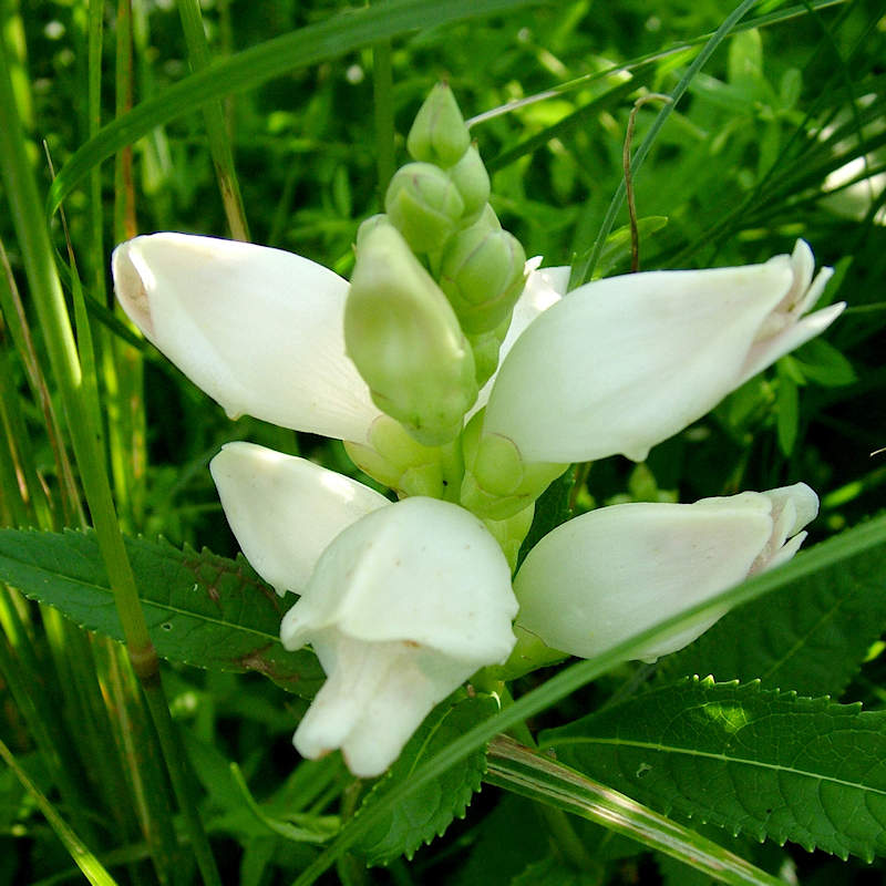 White Turtlehead Flower Seeds for Long-Lasting Hardy Planting  Seed for Lovely Outdoor Displays