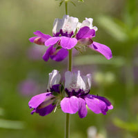 Purple Heterophylla Flower seeds for Planting Wildflower Mix Heirloom & GMO Free Seeds for Home Garden 
 
 Sale