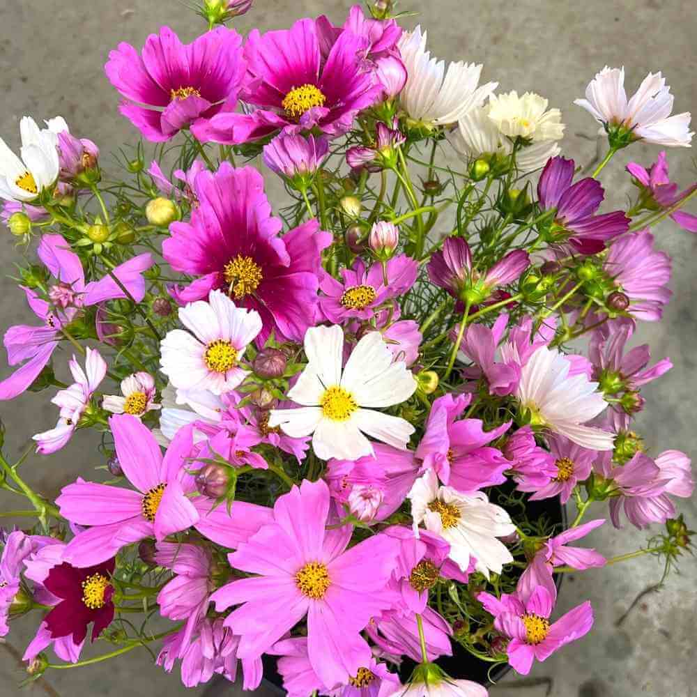 Heirloom cosmos flower seeds for planting in home gardens and flower beds.