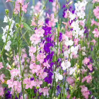 DELPHINIUM AJACIS Mixed Flower Seeds for Planting in Flower Bed