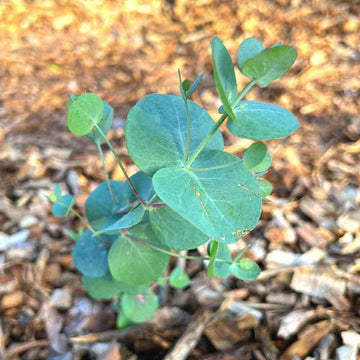Eucalyptus Cinerea, Silver Dollar Flower seeds for Planting - Drought Tolerant, Heirloom & GMO Free Seeds for Home Garden
 
 Sale for planting in home garden