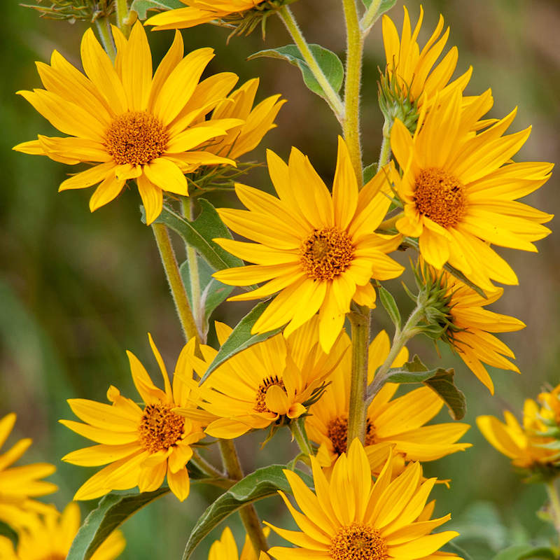 Helianthus Maximiliani Perennial Sunflower Seeds