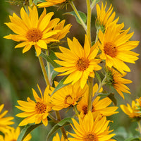 Yellow Maximilian SunFlower seeds for Planting Compact Growth Heirloom & GMO Free Seeds for Home Garden
 
 Sale