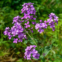 Hesperis Matronalis Flower seeds for Planting - Easy to Grow, Heirloom & GMO Free Seeds for Home Garden