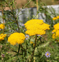 Yellow Achillea Flower seeds for Planting - Premium Quality, Heirloom & GMO Free Seeds for Home Garden