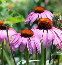 ConeFlower seeds for Planting - Cut Flower Favorite, Heirloom & GMO Free Seeds for Home Garden