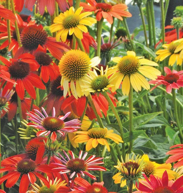 Cheyenne Spirit coneflowers growing in a sunny garden border.
