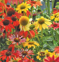 Cheyenne Spirit coneflowers growing in a sunny garden border.
