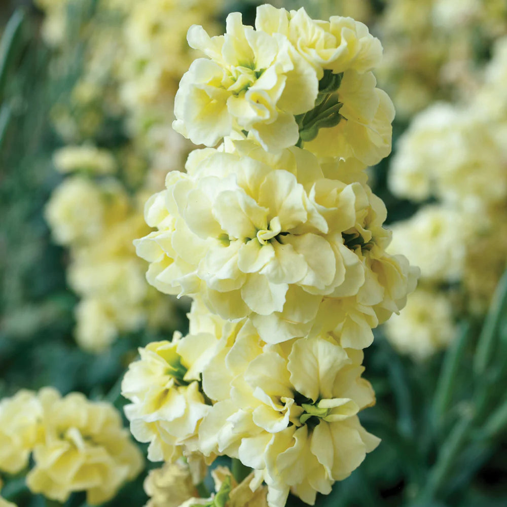 Light Yellow Matthiola Incana Flower seeds for Planting - Garden Favorite, Heirloom & GMO Free Seeds for Home Garden