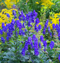 Aconitum Napellus Flower seeds for Planting Cut Flower Favorite Heirloom & GMO Free Seeds for Home Garden