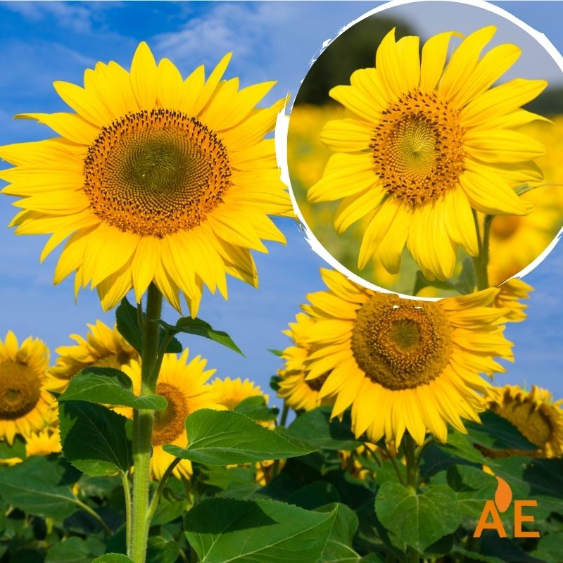 Semillas De Girasol Flower Seeds for Planting  Seed for Bright, Radiant Blooms