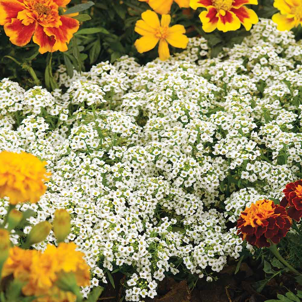 Carpet of Snow Alyssum Flower Seeds for Borders, Ground Cover & Garden Beds