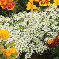 Carpet of Snow Alyssum Flower Seeds for Borders, Ground Cover & Garden Beds