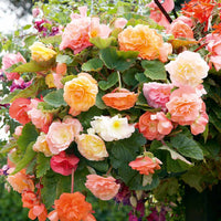 Mixed Begonia Semperflorens Flower Seeds
