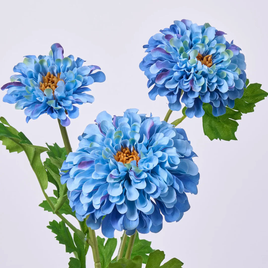 Sky Blue Zinnia Flower seeds for Planting - Perfect for Borders, Heirloom & GMO Free Seeds for Home Garden