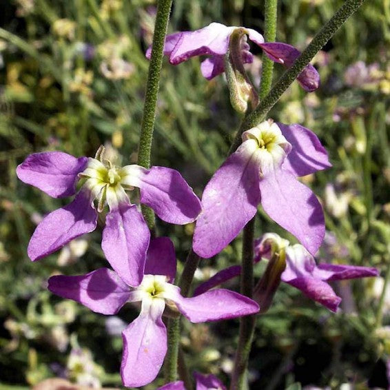 Night Scented Stock Seeds Flower seeds for Planting - Pollinator Friendly, Heirloom & GMO Free Seeds for Home Garden