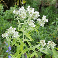 White Mountain Mint Flower seeds for Planting - Drought Tolerant, Heirloom & GMO Free Seeds for Home Garden