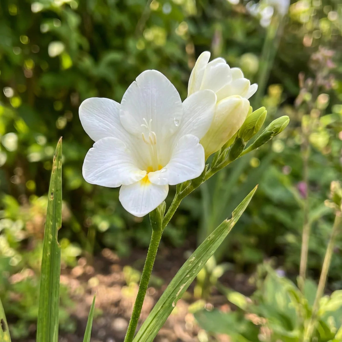 Freesia Flower seeds for Planting Cut Flower Favorite Heirloom & GMO Free Seeds for Home Garden 
 
 Sale