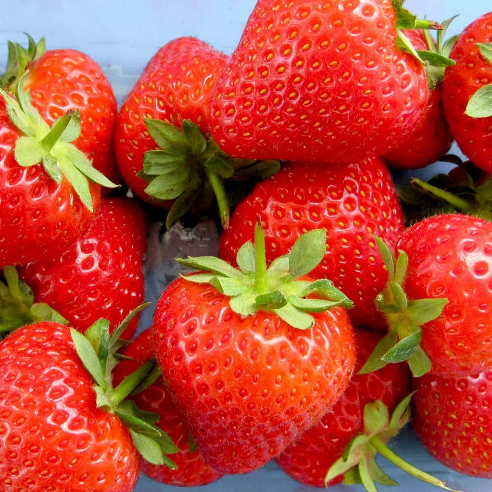Giant red strawberry variety with healthy green foliage in a home garden