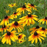 Gloriosa Daisy Seeds for Bright, Bold Daisy Blooms