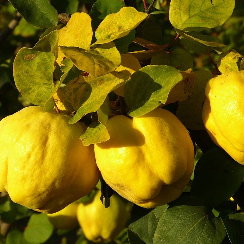 Yellow Quince Seeds for Planting Grow Your Own Fruit
