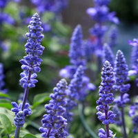 Blue Sage Flower seeds for Planting Colorful Display Heirloom & GMO Free Seeds for Home Garden 
 
 Sale