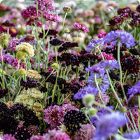 Pincushion Flower Scabiosa Mix Seeds – Colorful Blooms for Garden Planting
