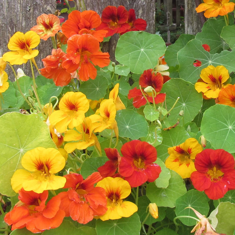 Nasturtium Tropaeolum Majus Flower Seeds