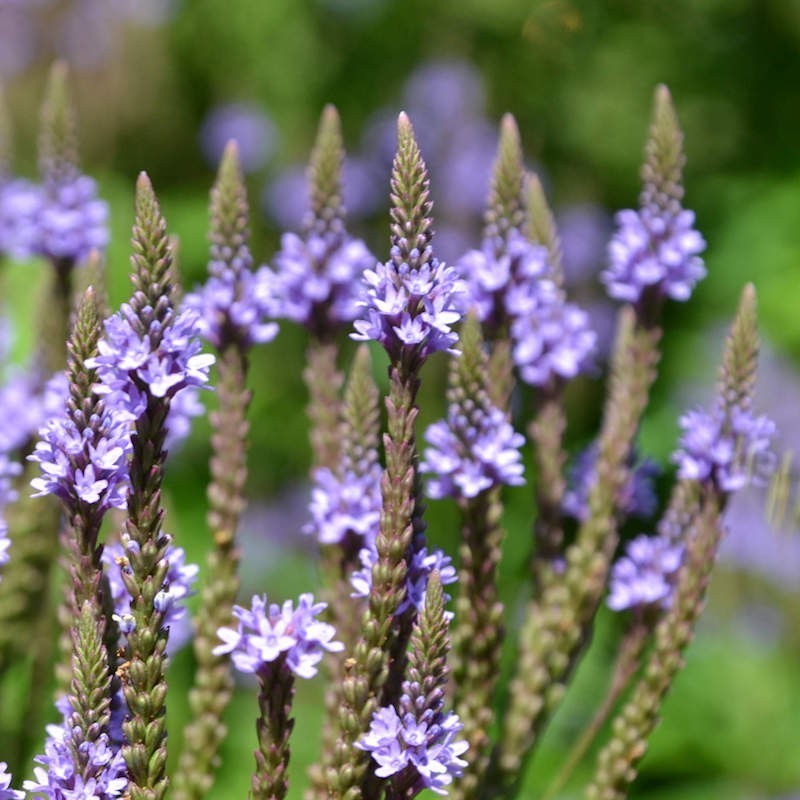 Blue Verbena Hastata Flower seeds for Planting - Colorful Display, Heirloom & GMO Free Seeds for Home Garden