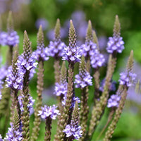Vervain Hastata Flower seeds for Planting Seasonal Bloomer Heirloom & GMO Free Seeds for Home Garden 
 
 Sale