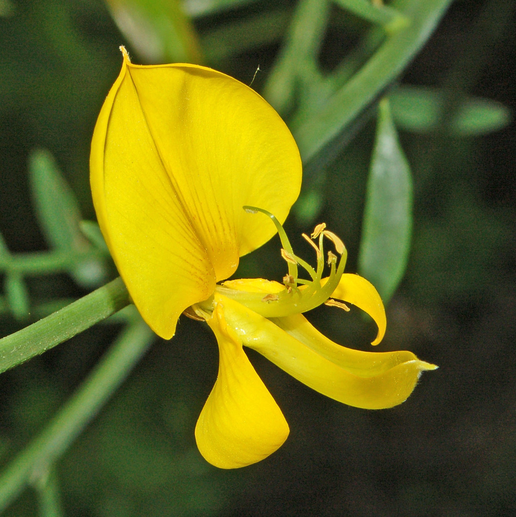 Spartium Junceum Flower seeds for Planting Long Bloom Season Heirloom & GMO Free Seeds for Home Garden 
 
 Sale