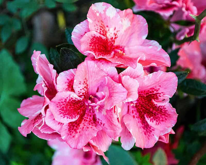 Pink Trifoliate Forsythia Flower seeds for Planting - Colorful Display, Heirloom & GMO Free Seeds for Home Garden