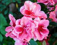 Pink Trifoliate Forsythia Flower seeds for Planting - Colorful Display, Heirloom & GMO Free Seeds for Home Garden