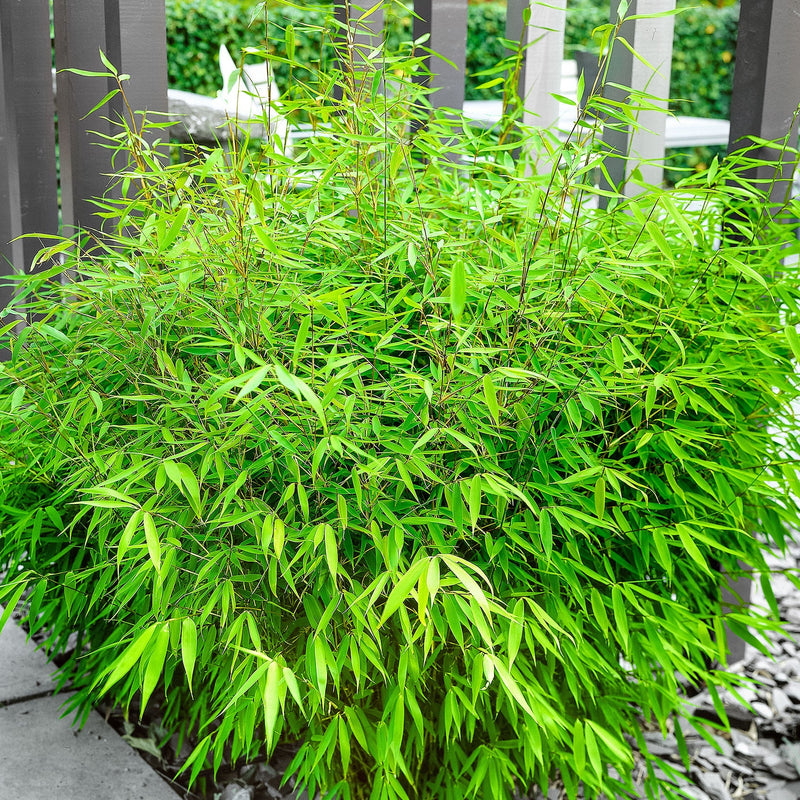 Fargesia bamboo seeds for planting in home gardens.