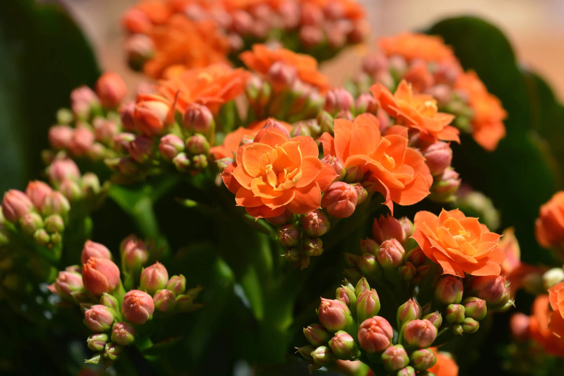 Orange Kalanchoe Flower seeds for Planting Hardy Variety Heirloom & GMO Free Seeds for Home Garden 
 
 Sale