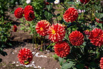 Dahlia bulbs in bulk for garden planting