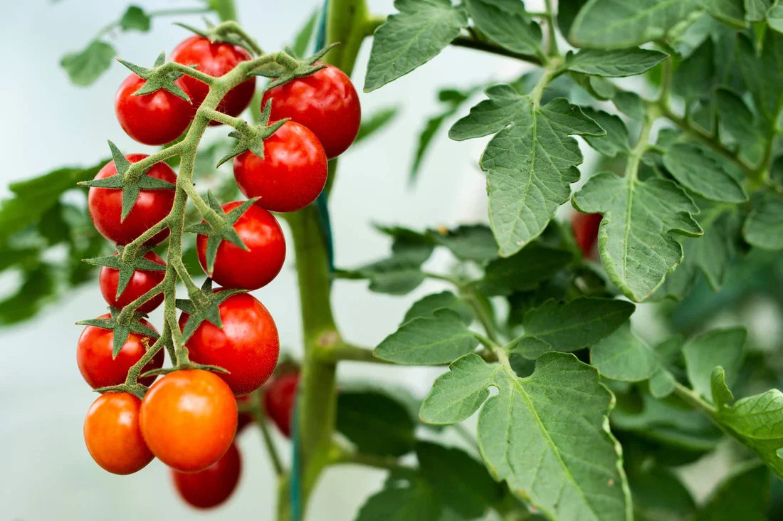Open-pollinated Sweetie Cherry Tomato seeds for containers and garden beds