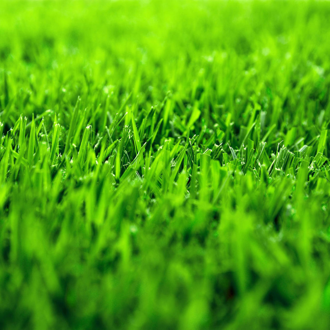 Fine-textured Zoysia turf enhancing a landscaped garden.