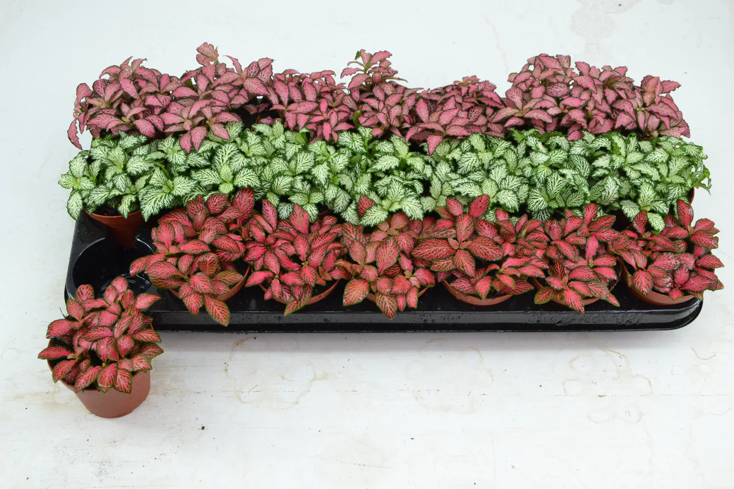 Ornamental Fittonia foliage plant