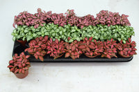 Ornamental Fittonia foliage plant