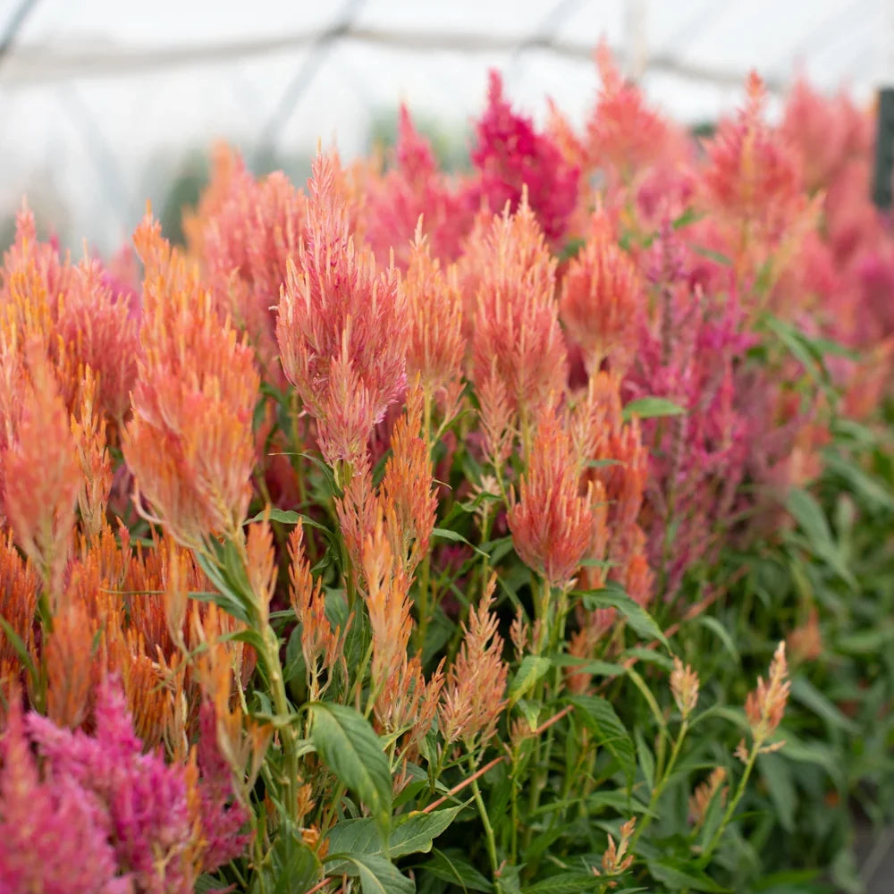 Spun Sugar Celosia Argentea Plumosa flower seeds for colorful garden planting