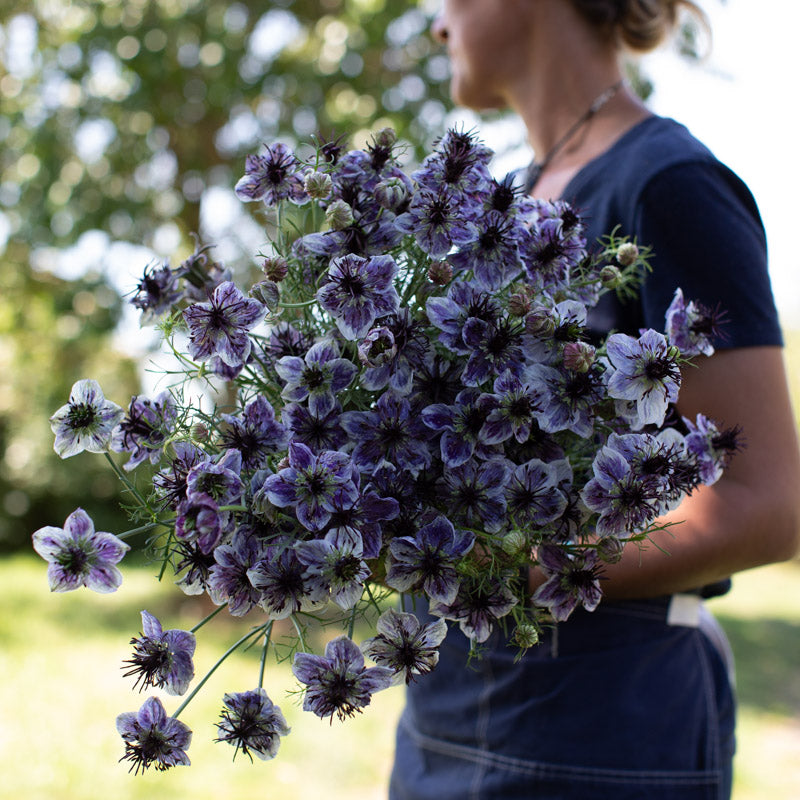 Nigella Love in the Mist Delft Blue Seeds for Stunning Blue Blooms