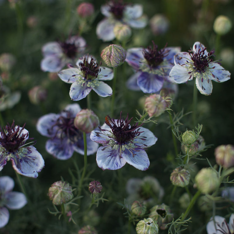 Nigella Love in the Mist Delft Blue Seeds for Stunning Blue Blooms