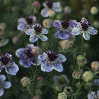 Nigella Love in the Mist Delft Blue Seeds for Stunning Blue Blooms
