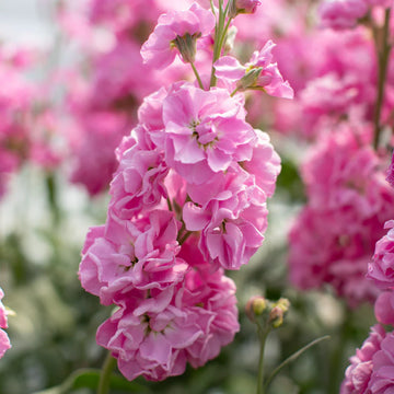 Pink Matthiola Incana Flower seeds for Planting - Long Bloom Season, Heirloom & GMO Free Seeds for Home Garden